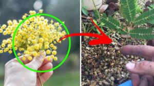 Quest’anno non gettare le mimose! Il trucchetto per creare una nuova piantina a partire dal rametto