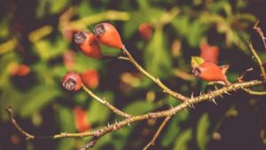 Proprietà e benefici della rosa canina