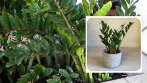 Come capire quando la Zamioculcas ha bisogno di rinvaso