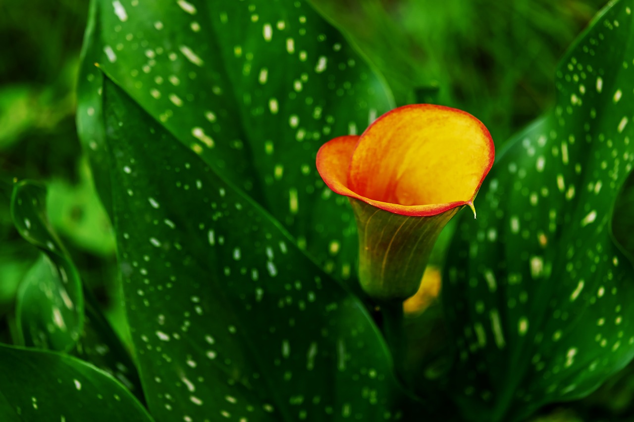 Calla color arancio