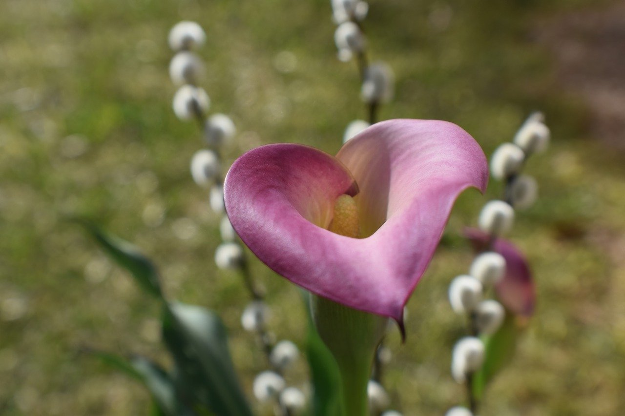 Calla viola