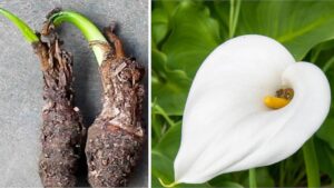 Come coltivare la calla in vaso e in giardino