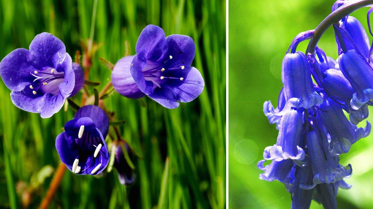 Campanelle di colore viola