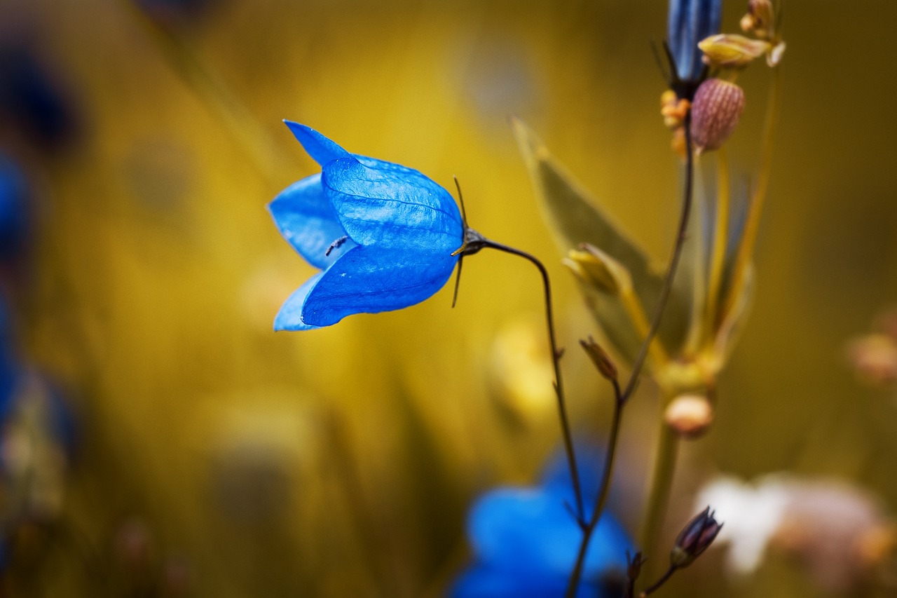 Campanella blu