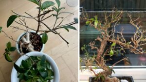 Perché il bonsai perde le foglie? Ti diciamo come rimediare