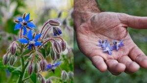 Come coltivare la Borragine: la pianta dai bellissimi fiori blu