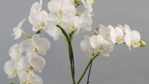 Con il metodo della zattera la tua orchidea sarà sempre rigogliosa