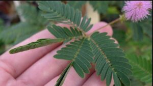 Tutto sulla mimosa pudica, la pianta che si ritrae al tatto