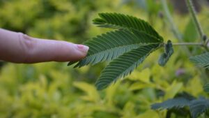 Mimosa Pudica, la pianta dalle sorprendenti proprietà: se la vedi nel tuo giardino, hai trovato un tesoro!