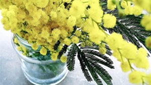 Oleolito di mimosa fai da te con i fiori freschi