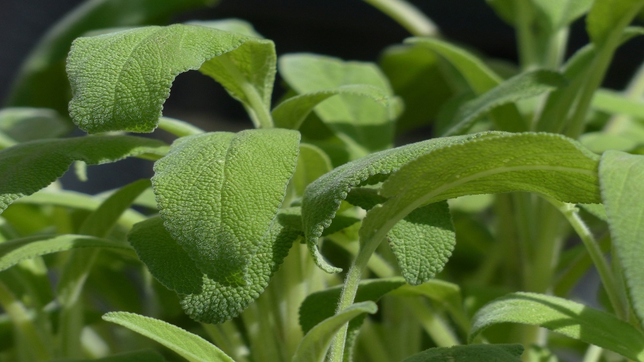 Foglie di salvia