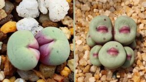 Conophytum pageae, l’affascinante pianta grassa con labbra simili a quelle umane: tutto quello che dovete sapere