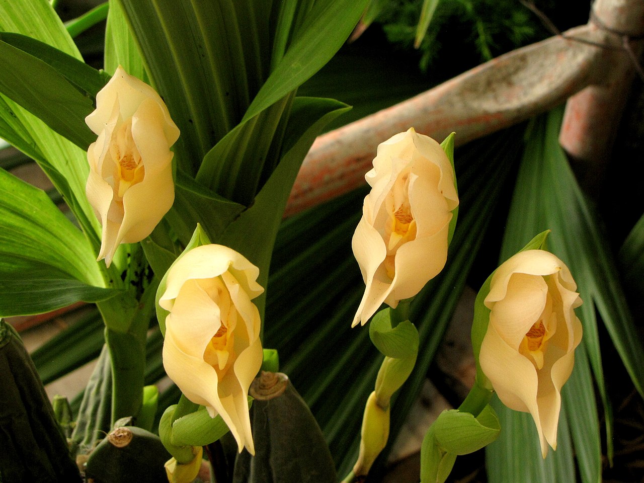 Fiori Anguloa Uniflora