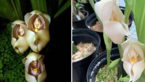 La chiamano la Culla di Venere, la particolarissima orchidea che ricorda dei neonati addormentati