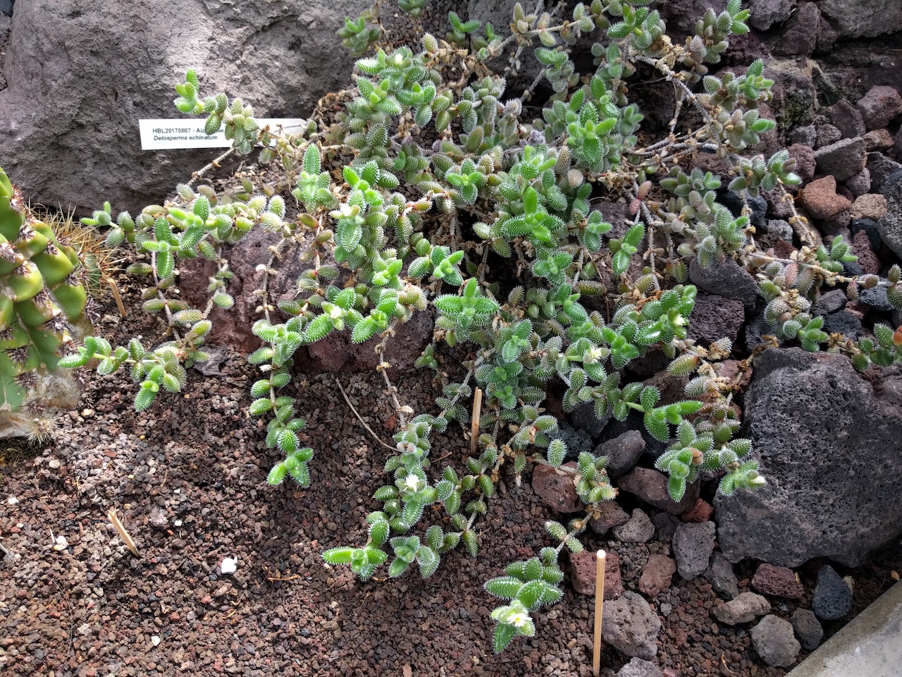 Esemplare di Delosperma echinatum