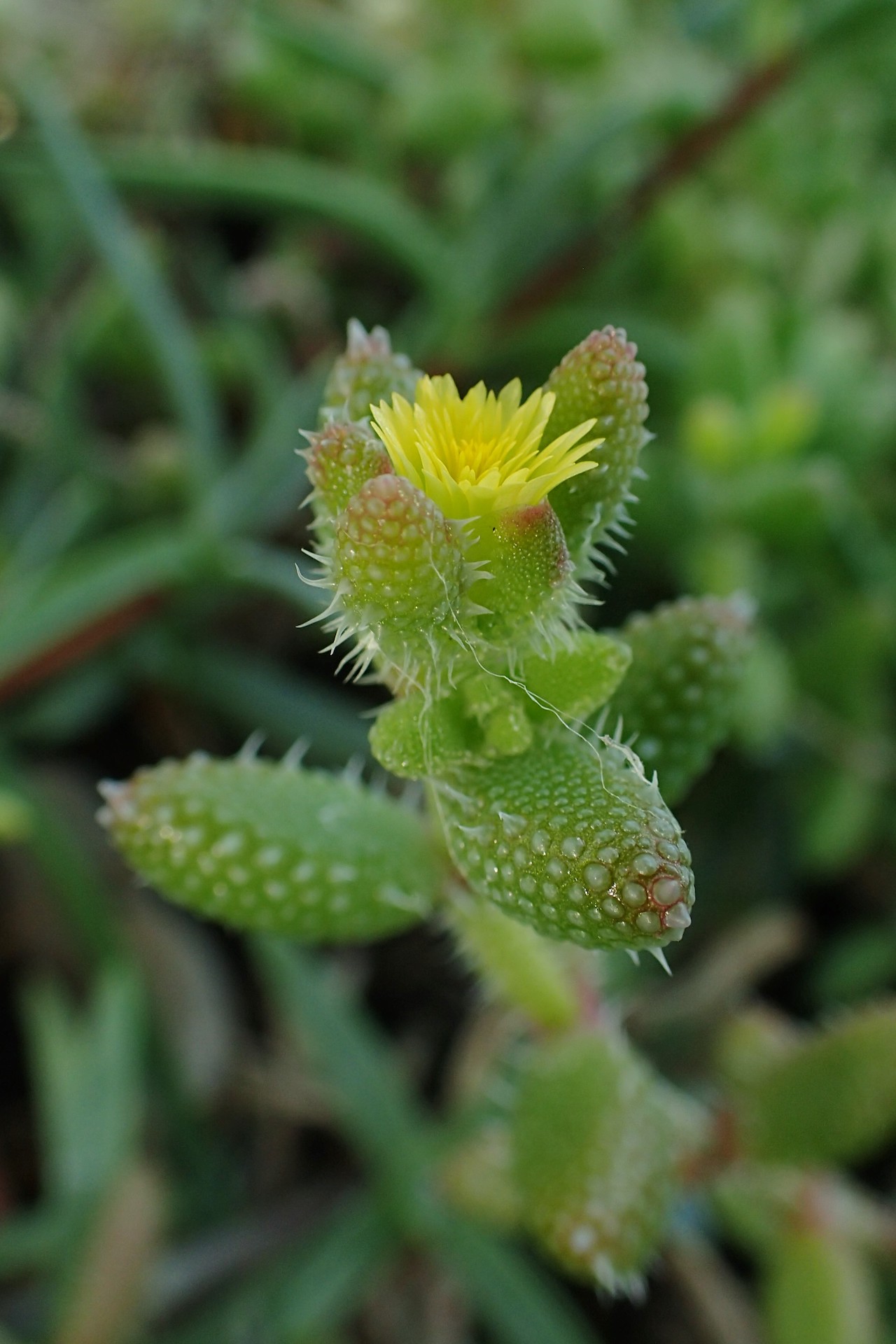 Fiore Delosperma echinatum