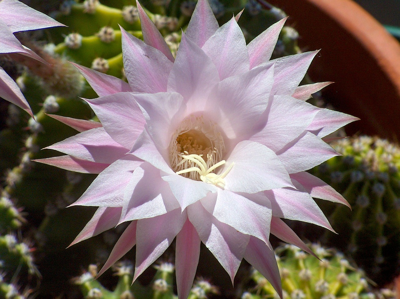 Fiore Echinopsis