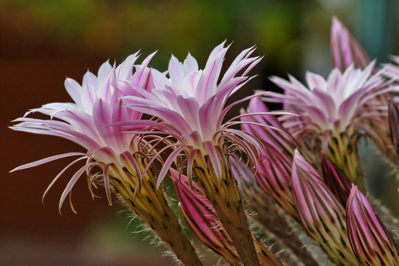 Esemplare Echinopsis