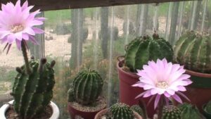 Conosci già l’Echinopsis? Il cactus dalla fioritura breve, ma incantevole