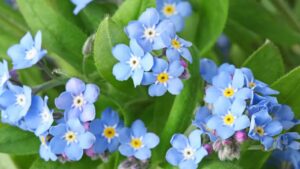 Tutto quello che c’è da sapere sul “Non ti scordar di me” la pianta dai fiori azzurro cielo