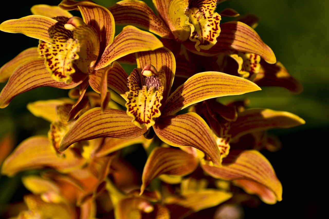 Orquídea de color naranja