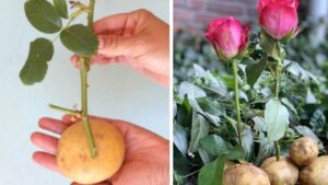 Riprodurre le rose all’infinito senza spendere soldi, fatelo con il TRUCCO della patata. È semplicissimo!