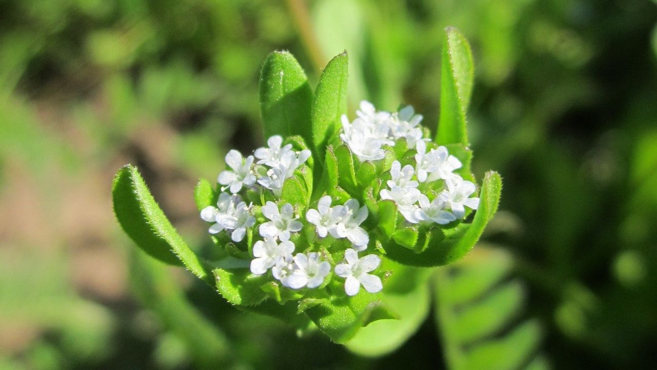 Fiori songino