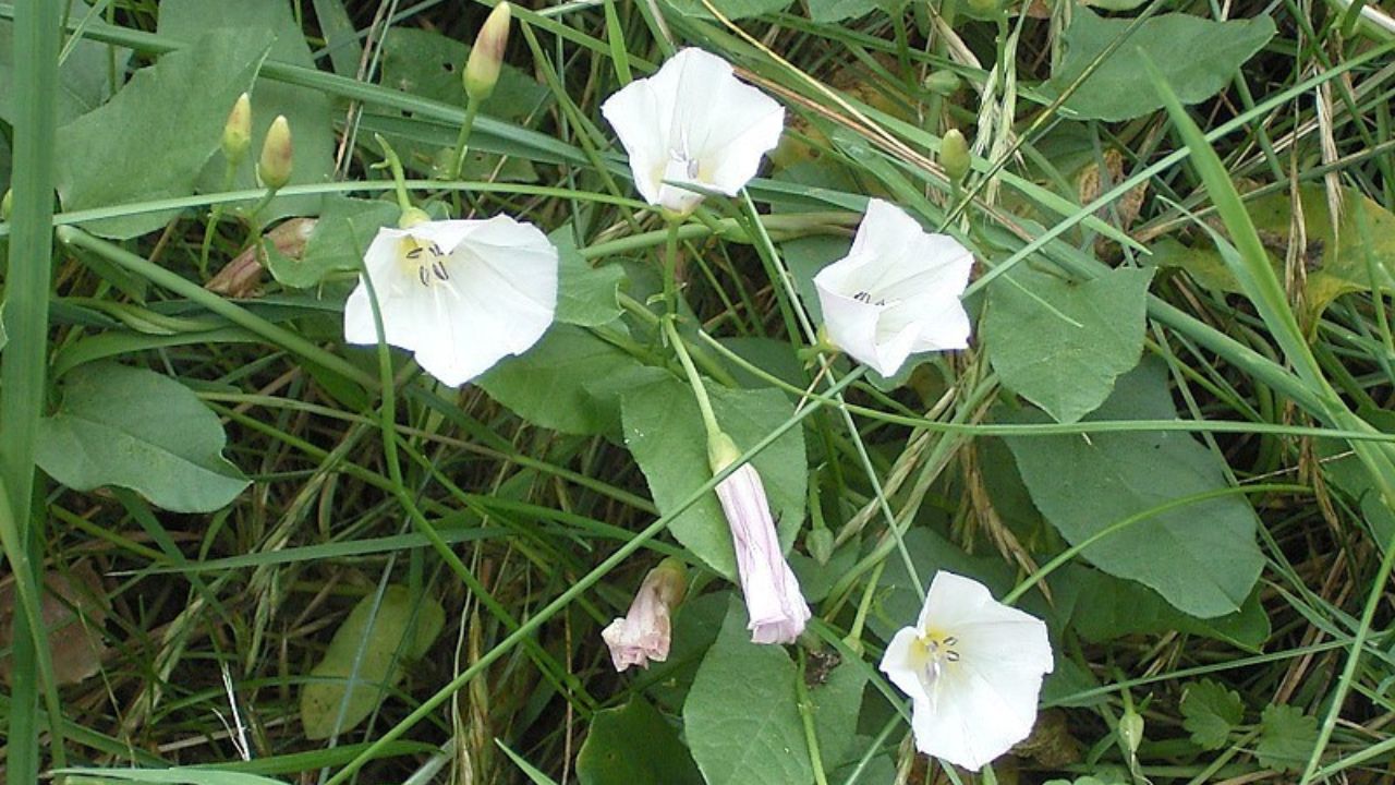 Fiori vilucchio comune