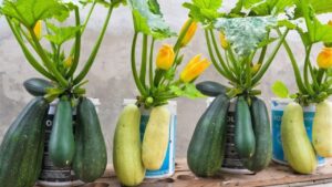 Coltivare zucchine sul patio o sul terrazzo: una guida passo dopo passo