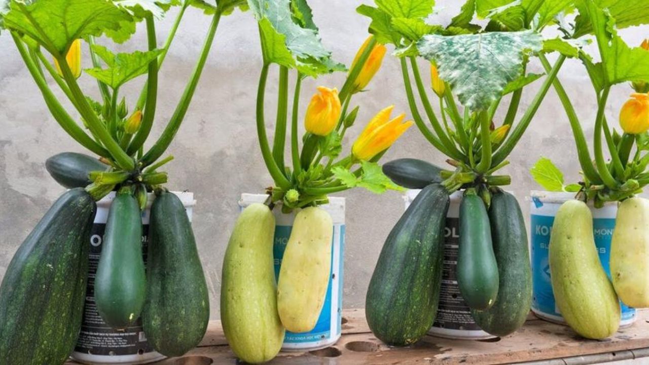 Coltivare zucchine sul patio o sulla terrazza