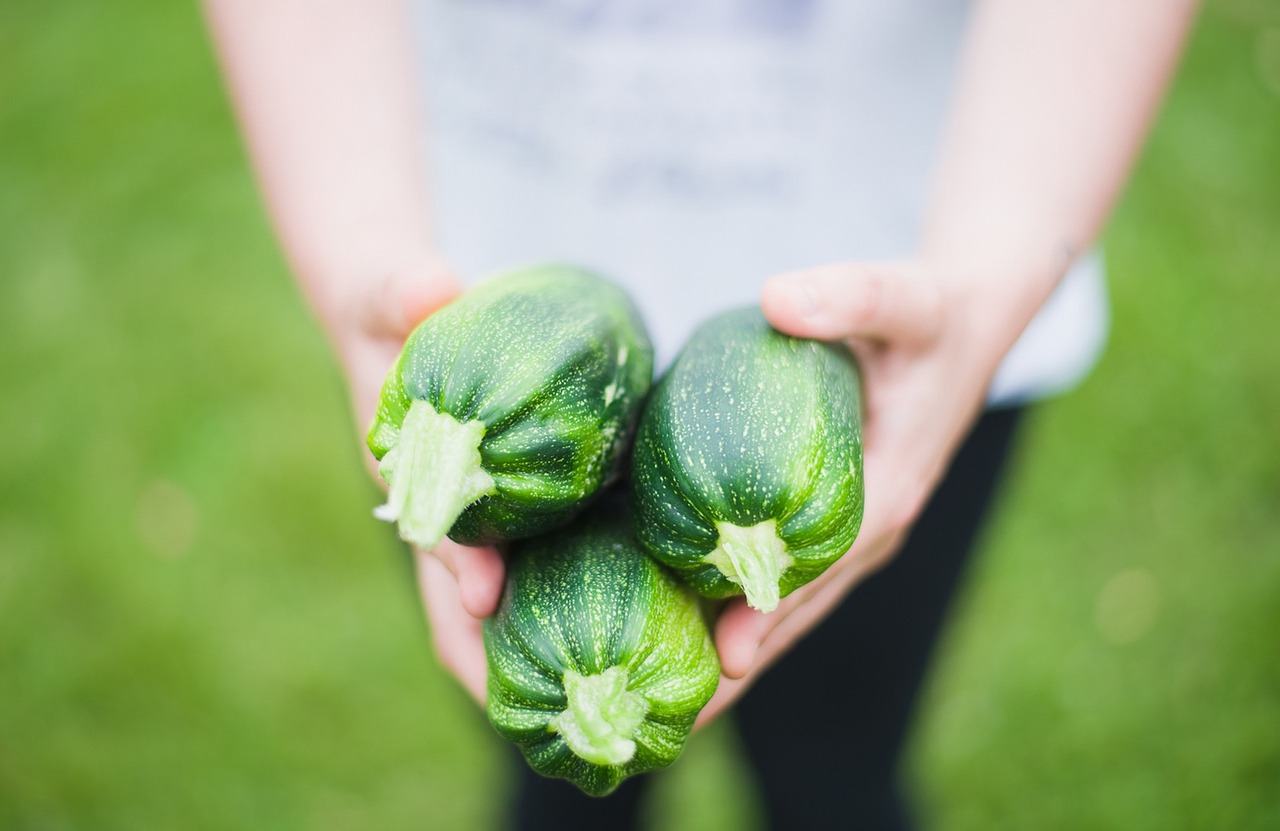 Raccolto zucchine