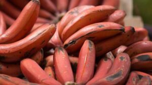 Lo sapevi che le banane non sono tutte gialle o verdi? Ti sveliamo 7 benefici della banana rossa