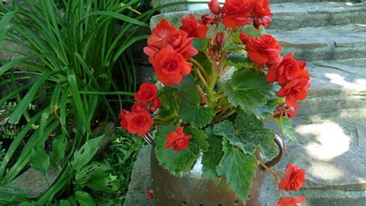 begonia rossa