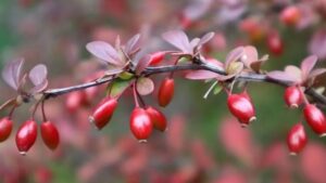 Berberis, non sono solo belle ma anche sane: ecco perché dovresti usare queste bacche