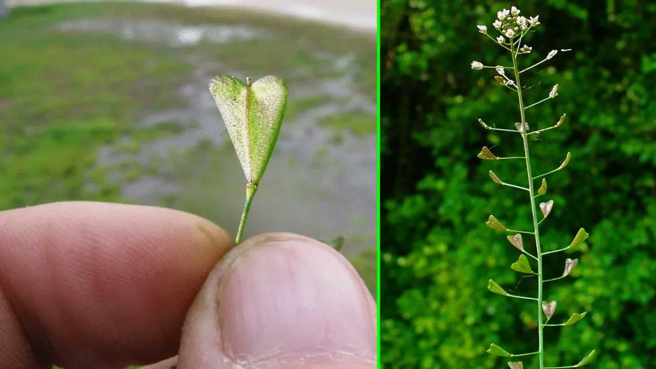 pianta selvatica