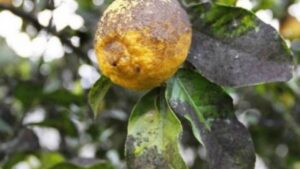 I tuoi limoni sono invasi dalla cocciniglia? Ecco 2 trucchetti naturali per eliminarla