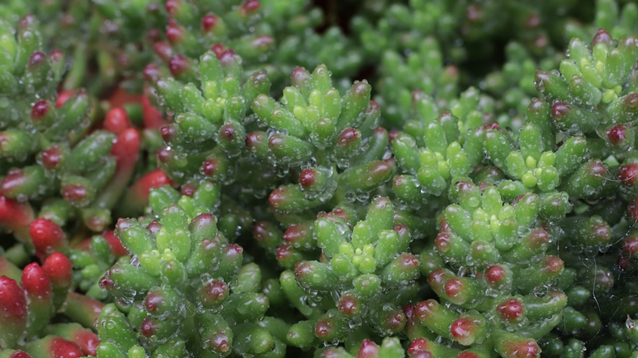 sedum pachyphyllum 