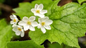 I misteriosi fiori “scheletrici” che diventano trasparenti a contatto con l’acqua. Sembrano di vetro: la foto