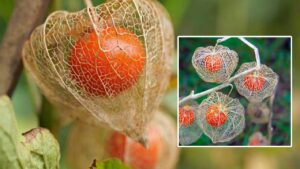 La chiamano Lanterna Cinese, non tutti conoscono questa strana pianta e come va curata