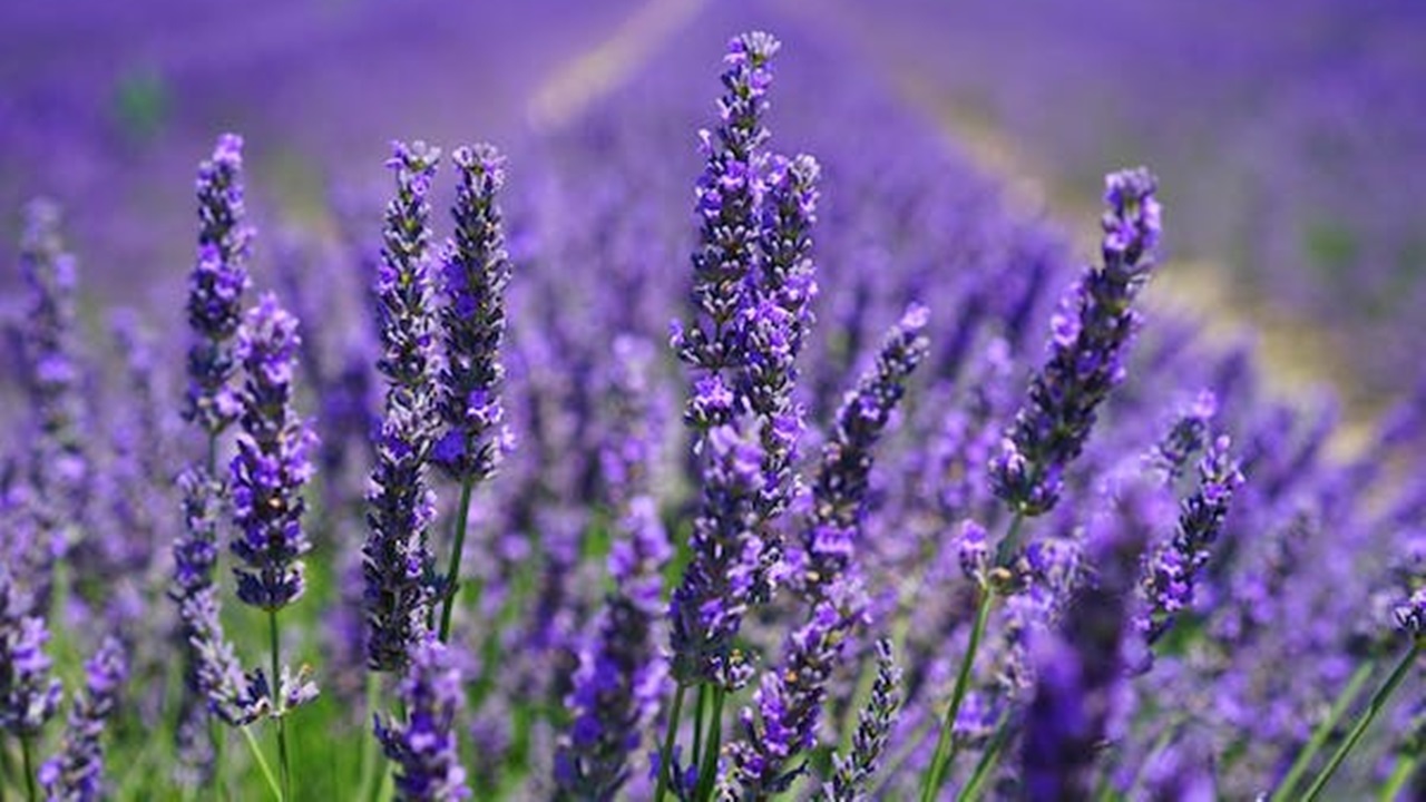 fiori di lavanda