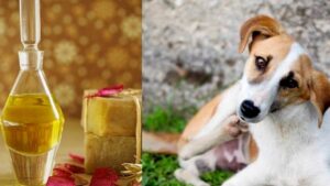 Olio di neem e cani: i benefici, come usarlo contro i parassiti e a cosa prestare attenzione