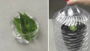 Come ottenere una piantina di photos dalle foglie utilizzando solo una bottiglia di plastica