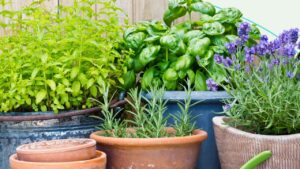 Basta a candele di citronella o sostanze tossiche. Ecco come scegliere le piante repellenti anti zanzare per il tuo balcone