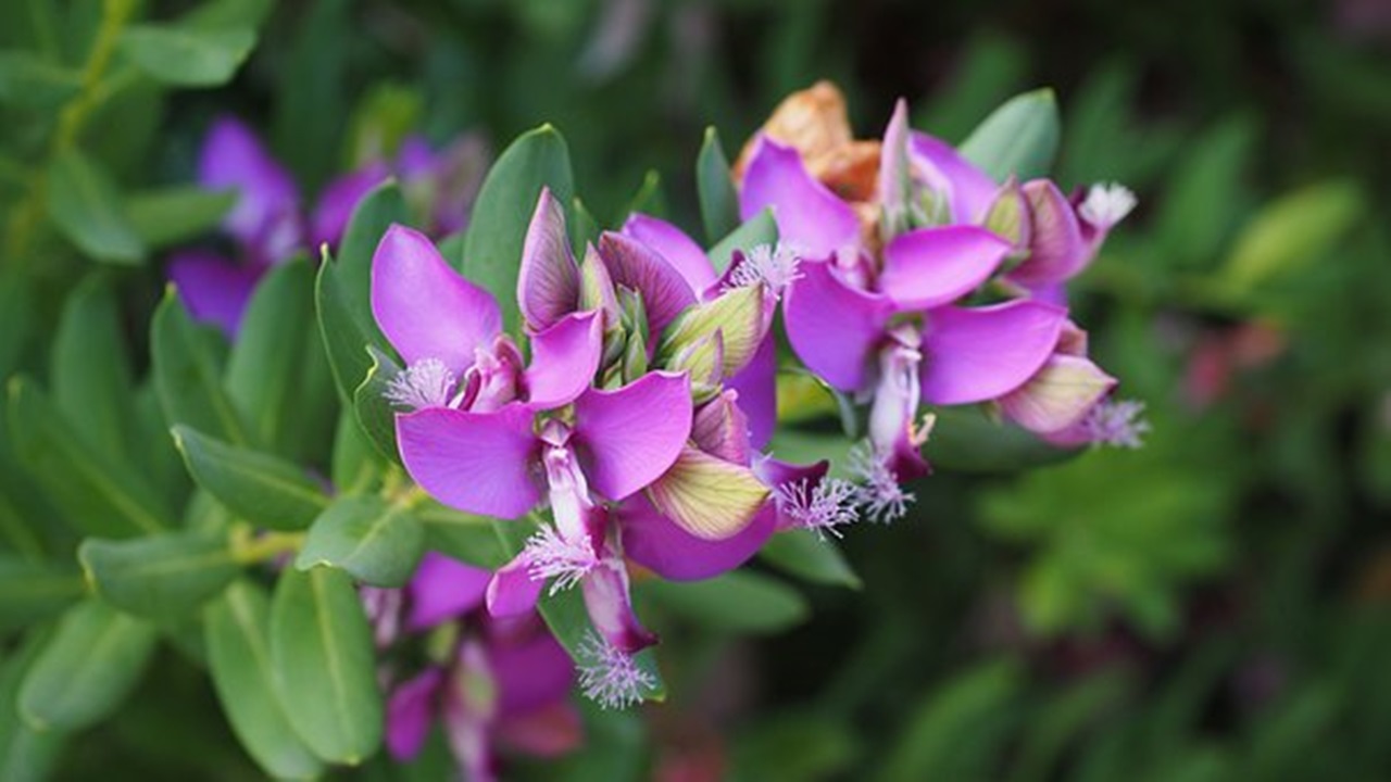 fiori viola