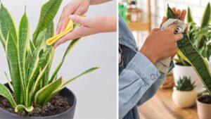 5 trucchetti per mantenere le foglie della Sansevieria sempre lucide e sane