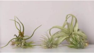 Hai mai visto la Tillandsia? La pianta aerea antismog che cresce senza aver bisogno di terra