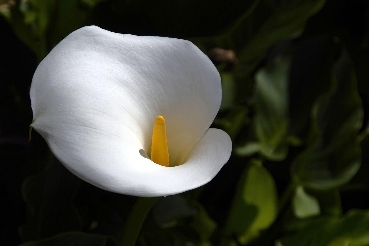 Primo piano calla