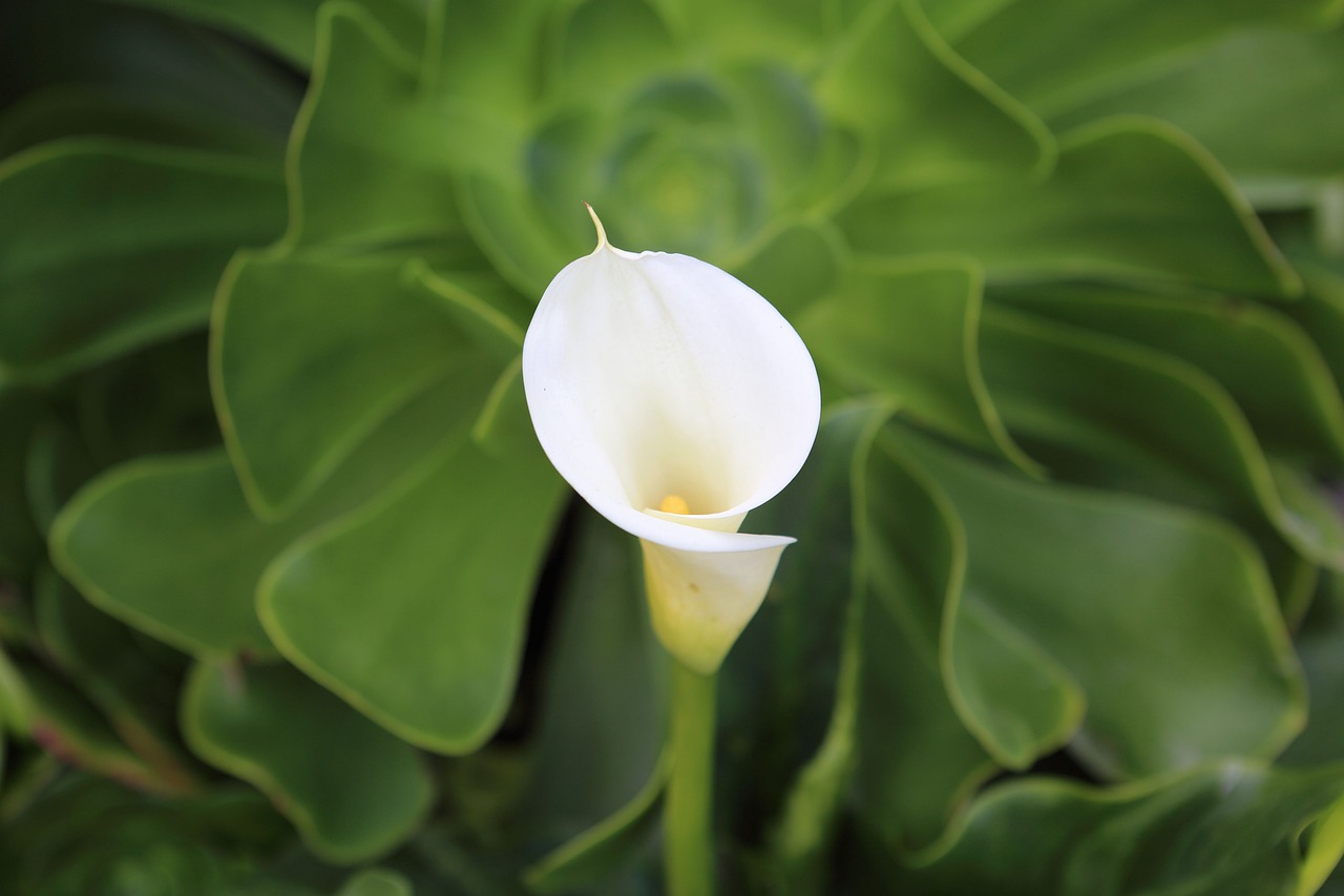 Fiore calla