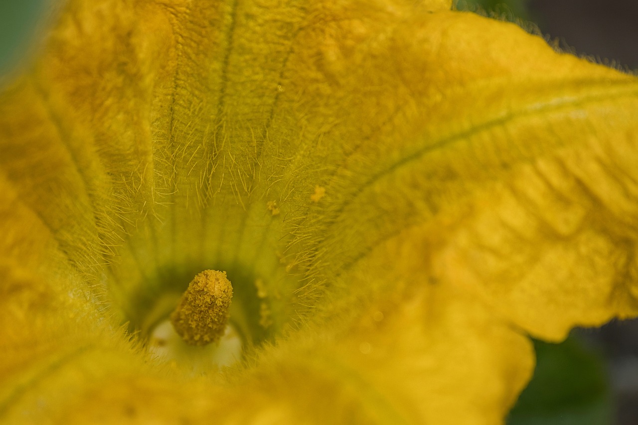 Primo piano fiori di zucca