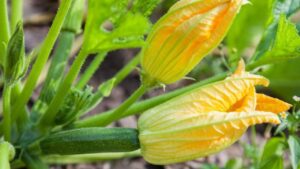 Non raccogliere i fiori di zucca in questo orario, è un errore. Ti diciamo il perché